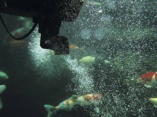 Плавающий скиммер SwimSkim CWS